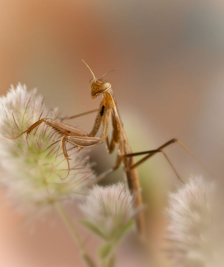 Mantis amongst flowers A preying mantis amongst the flowers. Arthropoda,Insects,MACRO,Mantis