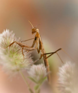 Mantis amongst flowers A preying mantis amongst the flowers. Arthropoda,Insects,MACRO,Mantis