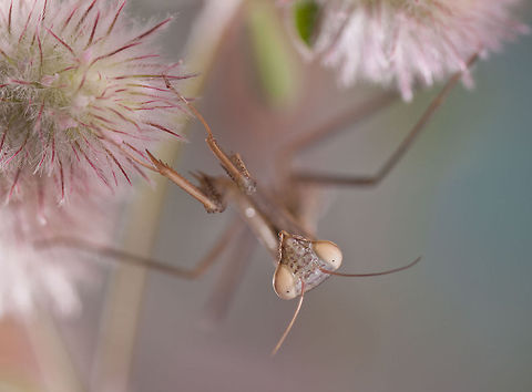 Mantis hangs upside down A preying mantis hanging upside down on flowers. Arthropoda,Insects,MACRO,Mantis