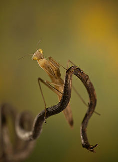 Amber Mantis on a curled twig Portrait view of a yellowish Mantis in a beautiful serene background. Arthropoda,Insects,MACRO,Mantis
