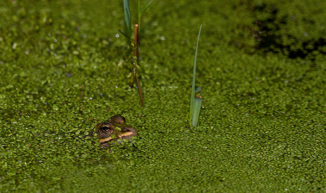 Princess Frog A frog sticks its head above the green water. Amphibians,frog