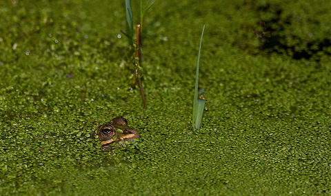 Princess Frog A frog sticks its head above the green water. Amphibians,frog