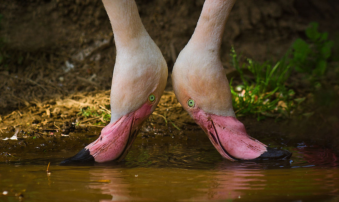 Flamingo breakfast for two Two flamingos dabbling in the water looking for food. Aves,Birds,Flamingo,Greater Flamingo,Phoenicopterus roseus