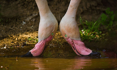 Flamingo breakfast for two Two flamingos dabbling in the water looking for food. Aves,Birds,Flamingo,Greater Flamingo,Phoenicopterus roseus