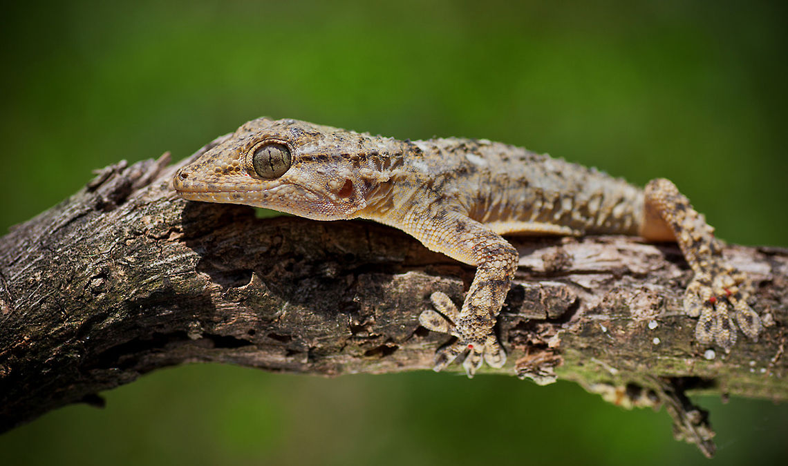 Gecko camouflaged on branch A Gecko almost invisible on a branch. Mediterranean House Gecko,Reptiles,Turkish Gecko,gecko