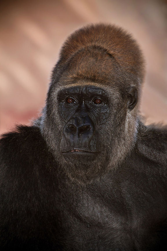 Male Gorilla portrait An adult ,male gorilla poses in the front of the camera for a portrait of a friend. Gorilla,Gorilla gorilla,Western gorilla