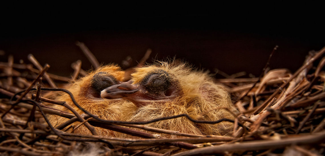 Birds just born: day one Taken on my terrace! Pigeons hand! Birds,Chick
