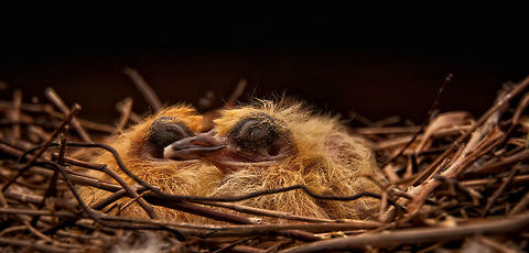 Birds just born: day one Taken on my terrace! Pigeons hand! Birds,Chick
