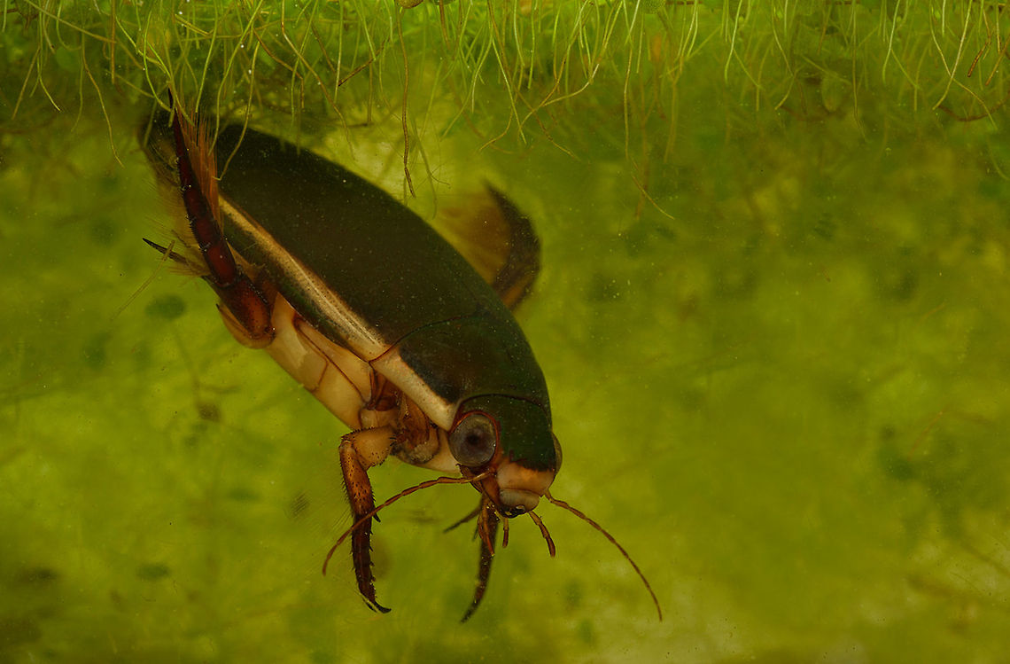 Dytiscus marginalis Also known as a diving beetle. Lives mostly underwater but does have wings under it&#039;s hard carapace. Beetles,Cybister japonicus,Great Diving Beetle,MACRO,insects