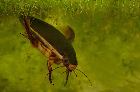 Dytiscus marginalis Also known as a diving beetle. Lives mostly underwater but does have wings under it's hard carapace. Beetles,Cybister japonicus,Great Diving Beetle,MACRO,insects