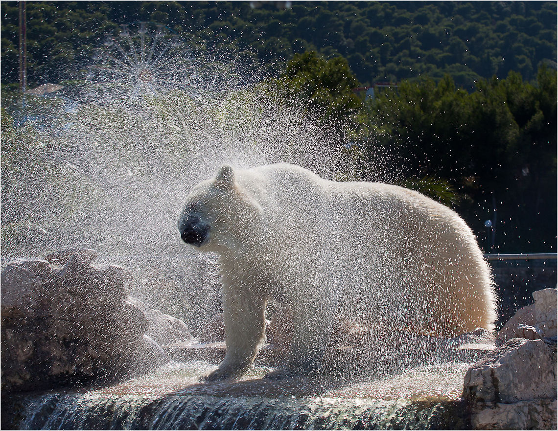 Polar bear water shakeoff A Polar Bear shakes off the water after emerging. Bear,Polar Bear,Predator,Ursidae,Ursus maritimus