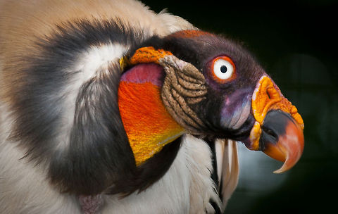 King Vulture Headshot of a vulture showing impressive head colours, Birds,King Vulture,Sarcoramphus papa,Vulture