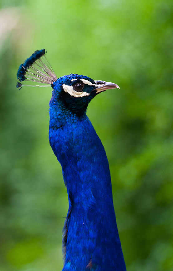 Peacock (Pavo cristatus) portrait Portrait of a deep blue Peacock curiously sticking out its long neck. Aves,Indian Peacock,Pavo,Pavo cristatus,Peacock,Phasianidae