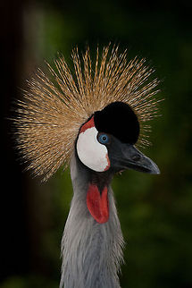 Grey Crowned Crane bird Portrait view of a Grey Crowned Crane. Balearica regulorum,Birds,Grey Crowned Crane