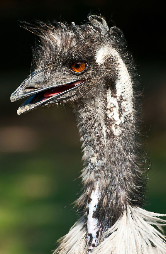 Emu portrait Fantastic capture of an Emu with deep orange eyes. Australia,Dromaius novaehollandiae