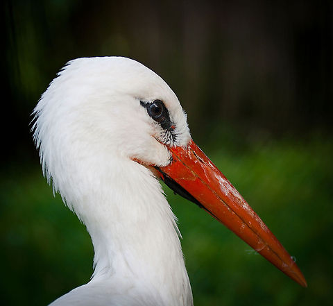 Ciconia (Stork) closeup Closeup of the head of a Ciconia with beautiful white feathers and a bright orange beak. Aves,Birds,Ciconia ciconia,Stork,White Stork