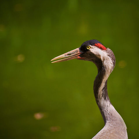 Grus japonensis A headshot of a Japanese Crane. Crane,Gruidae,Grus japonensis,Japanese Crane,Manchurian Crane,Red-crowned Crane