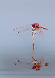 Dragonfly in the morning A beautiful dragonfly reflected in the water. Crimson Marsh Glider,Dragonfly,Odonata,Trithemis aurora,macro