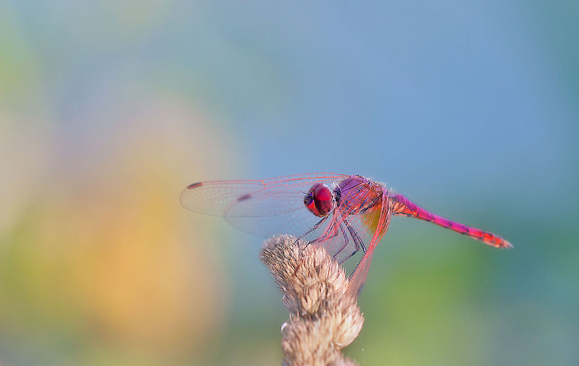 Dragonfly in the morning A bright pink dragonfly on the hunt for fresh flowers. Crimson Marsh Glider,Dragonfly,Odonata,Trithemis aurora,macro
