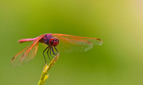 Dragonfly in the morning 3 An incredibly colorful dragonfly with purple/red body and orange wings against a green background. Dragonfly,Odonata,Trithemis annulata,macro