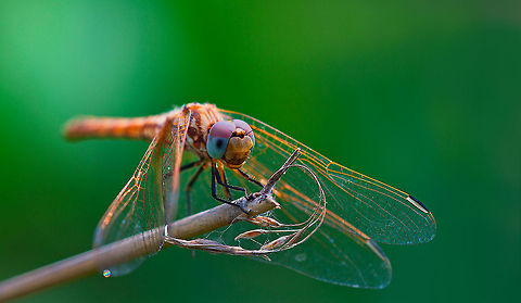 Dragonfly in the morning A beautiful orange dragonfly sits on a twig in the morning dew. Odonata,macro