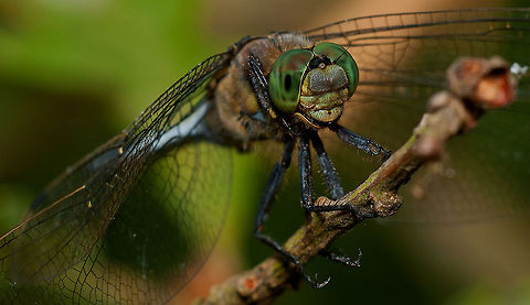 Dragonfly in the morning  5 A closeup of a large dragonlfy in the morning dew. Dragonfly,Odonata,macro