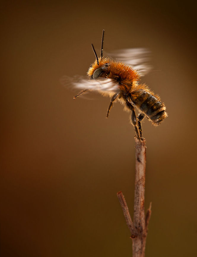 Bee in Flight An action shot of a bee during flight. Hymenoptera,Insects,macro