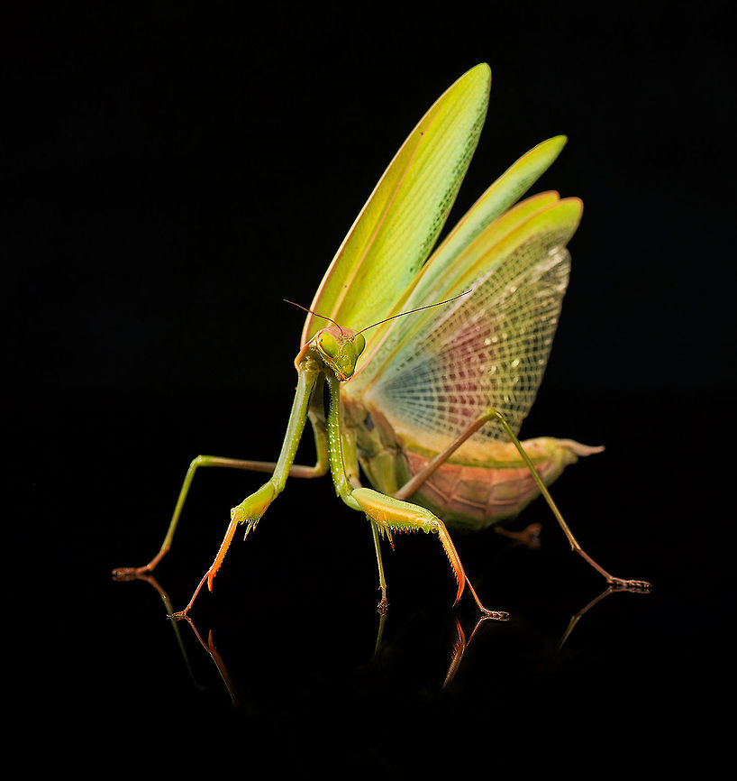 European Mantis / Praying Mantis Embarrassment <br />
Mantis religiosa, referred to as the European Mantis outside of Europe and known simply as the Praying Mantis in Europe and elsewhere, is one of the most well-known and widespread species of the order Mantodea. Originating in southern Europe, the European Mantis was introduced to North America in 1899 on a shipment of nursery plants. Now they are found all over the north-eastern United States and Canada to the Pacific Northwest. The European Mantis is usually 5&ndash;7.5 cm (2&ndash;3 inches) in length, and has shades of bright green to tan. European Mantis,Insects,Macro,Mantis,Mantis religiosa