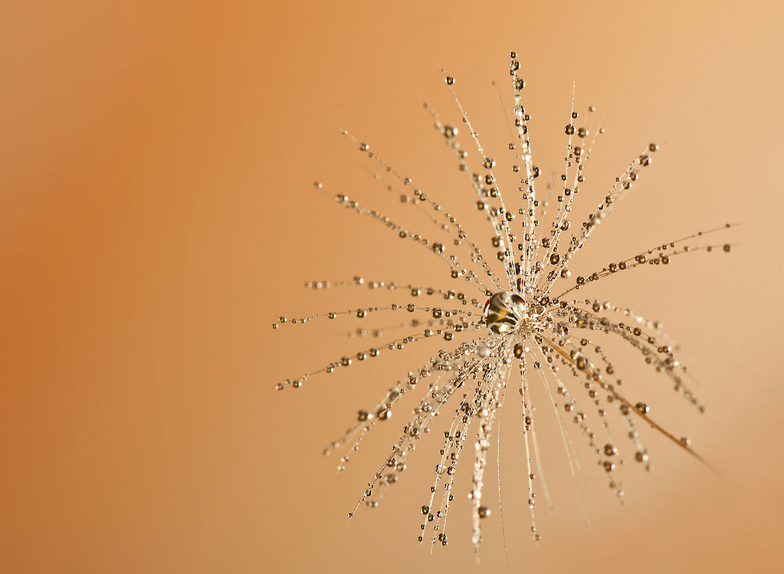 Taraxacum Diamond Dust 1 Taraxacum (pronounced /təˈr&aelig;ksəkʉm/) is a large genus of flowering plants in the family Asteraceae. They are native to Eurasia and North America, and two species, T. officinale and T. erythrospermum, are found as weeds worldwide.[1] Both species are edible in their entirety.[2] The common name dandelion (pronounced /ˈd&aelig;ndɨlaɪ.ən/ dan-di-ly-ən, from French dent-de-lion, meaning lion&#039;s tooth) is given to members of the genus, and like other members of the Asteraceae family, they have very small flowers collected together into a composite flower head. Each single flower in a head is called a floret. Many Taraxacum species produce seeds asexually by apomixis, where the seeds are produced without pollination, resulting in offspring that are genetically identical to the parent plant.[3] Plants,Taraxacum,Taraxacum officinale,macro