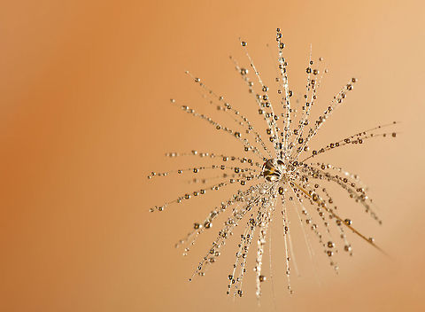 Taraxacum Diamond Dust 1 Taraxacum (pronounced /təˈr&aelig;ksəkʉm/) is a large genus of flowering plants in the family Asteraceae. They are native to Eurasia and North America, and two species, T. officinale and T. erythrospermum, are found as weeds worldwide.[1] Both species are edible in their entirety.[2] The common name dandelion (pronounced /ˈd&aelig;ndɨlaɪ.ən/ dan-di-ly-ən, from French dent-de-lion, meaning lion's tooth) is given to members of the genus, and like other members of the Asteraceae family, they have very small flowers collected together into a composite flower head. Each single flower in a head is called a floret. Many Taraxacum species produce seeds asexually by apomixis, where the seeds are produced without pollination, resulting in offspring that are genetically identical to the parent plant.[3] Plants,Taraxacum,Taraxacum officinale,macro