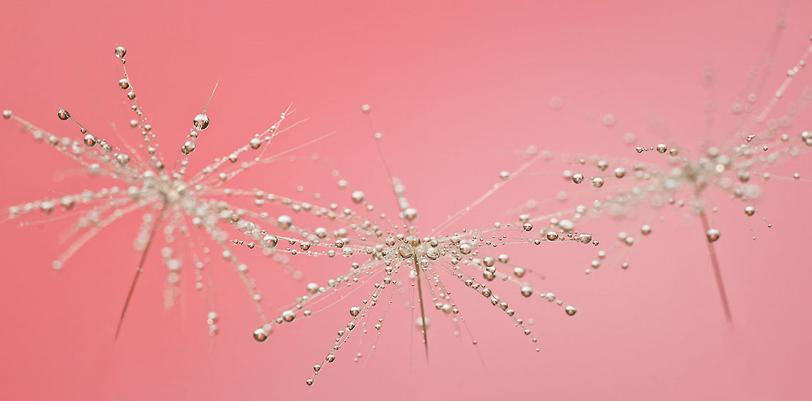 Taraxacum Diamond Dust 2 Fantastic macro of Taraxacum on a pink background. Plants,Taraxacum,Taraxacum officinale,macro