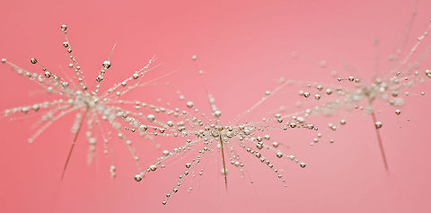 Taraxacum Diamond Dust 2 Fantastic macro of Taraxacum on a pink background. Plants,Taraxacum,Taraxacum officinale,macro
