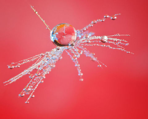 Taraxacum Diamond Dust 3 Fantastic macro of Taraxacum on a red background. Plants,Taraxacum,Taraxacum officinale,macro