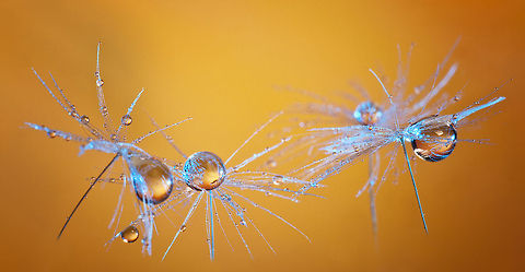 Taraxacum Diamond Dust 4 Fantastic macro of Taraxacum on a golden brown background. Plants,Taraxacum,Taraxacum officinale,macro
