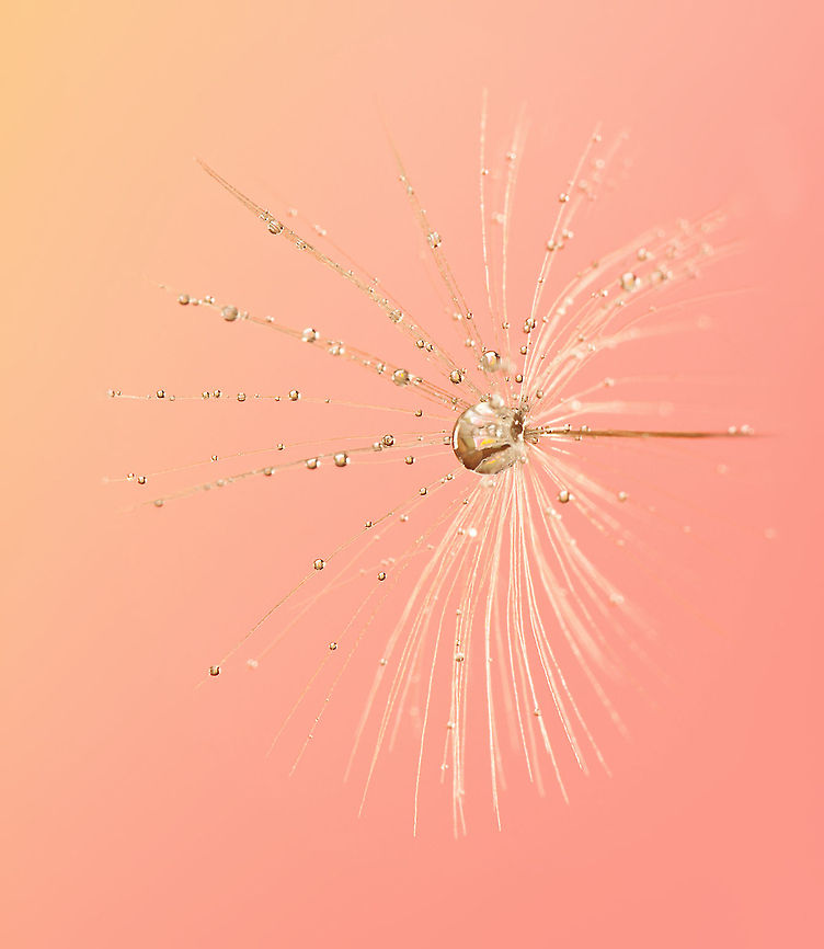 Taraxacum Diamond Dust 5 Fantastic macro of Taraxacum on a pink orange background. Plants,Taraxacum,Taraxacum officinale,macro