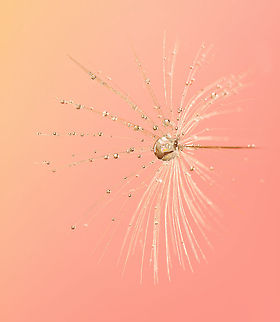 Taraxacum Diamond Dust 5 Fantastic macro of Taraxacum on a pink orange background. Plants,Taraxacum,Taraxacum officinale,macro