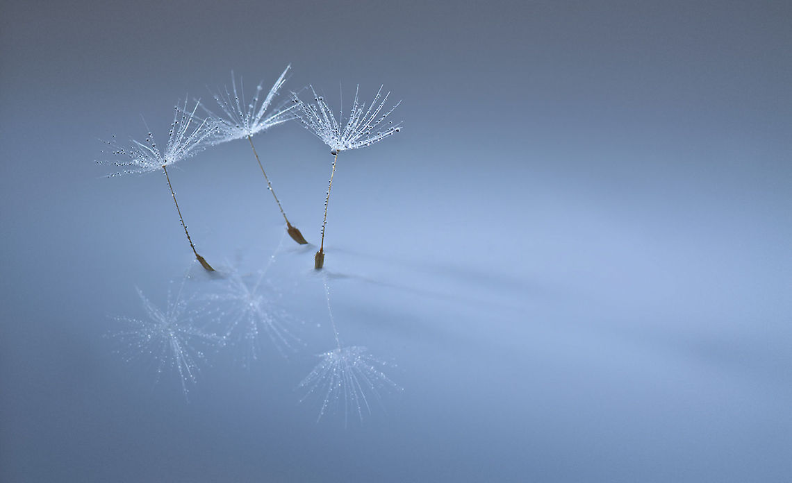 ballet Three dandelion seeds engaged in an aerial ballet. Taraxacum officinale,macro