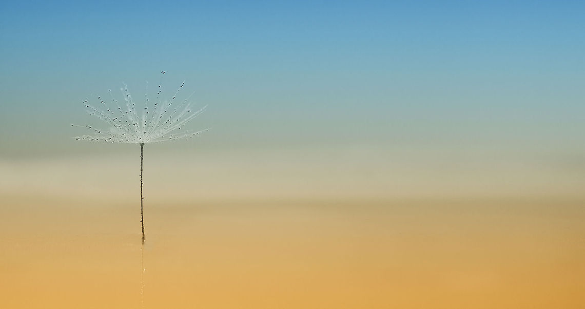 OASIS IN THE DESERT  Landscapes,bright,macro,sand,sunlight,textures