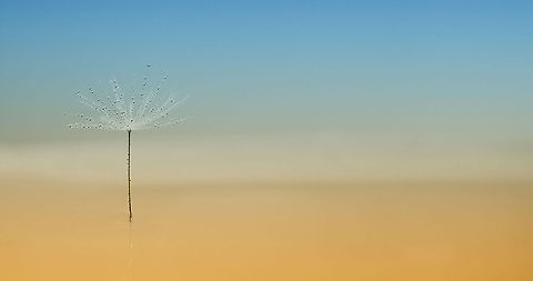OASIS IN THE DESERT  Landscapes,bright,macro,sand,sunlight,textures