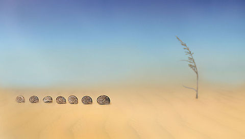 Snail "caravan" A caravan of snails in the desert. MACRO,Snail,Theba pisana