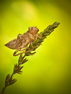 Exuviae Exuviae is a term used in biology to describe the remains of an exoskeleton and related structures that are left after ecdysozoans[verification needed] (including insect, crustacean or arachnid) have moulted. The exuviae of an animal can be important to biologists as it can often be used to identify the species of the animal and even its sex.
As it is not always practical to study insects, crustaceans or arachnids directly and because exuviae can be collected fairly easily, exuviae can play an important part in helping to determine some general aspects of a species overall life cycle such as distribution, sex ratio, production and proof of breeding in a habitat.
"Exuvia" is a derived singular usage that is becoming more common; "exuvium" is an incorrect singular formation.[1][2 Exoskeleton,Exuviae,Insects,macro