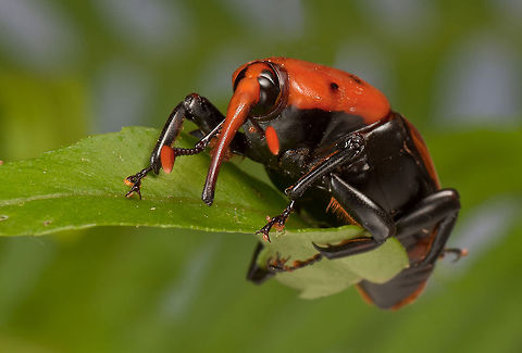 Curculionidae (Snout Beetle) They are recognized by their distinctive long snout and geniculate antennae with small clubs; beyond that, curculionids have considerable diversity of form and size, with adult lengths ranging from 1 to 40 millimetres (0.04 to 1.57 in).
Weevils are almost entirely plant feeders, and most species are associated with a narrow range of hosts, in many cases only living on a single species. With so many species to classify and over 400 genera, the taxonomy of this family is quite complicated, and authors disagree on the number and placement of various subfamilies, tribes and subtribes.
The word "weevil" has been made famous by the boll weevil, which lays its eggs and feeds inside cotton bolls, ruining the crop.
[edit] Curculionidae,Insects,MACRO,Rhynchophorus ferrugineus,Snout Beetle,beetles,invasive species