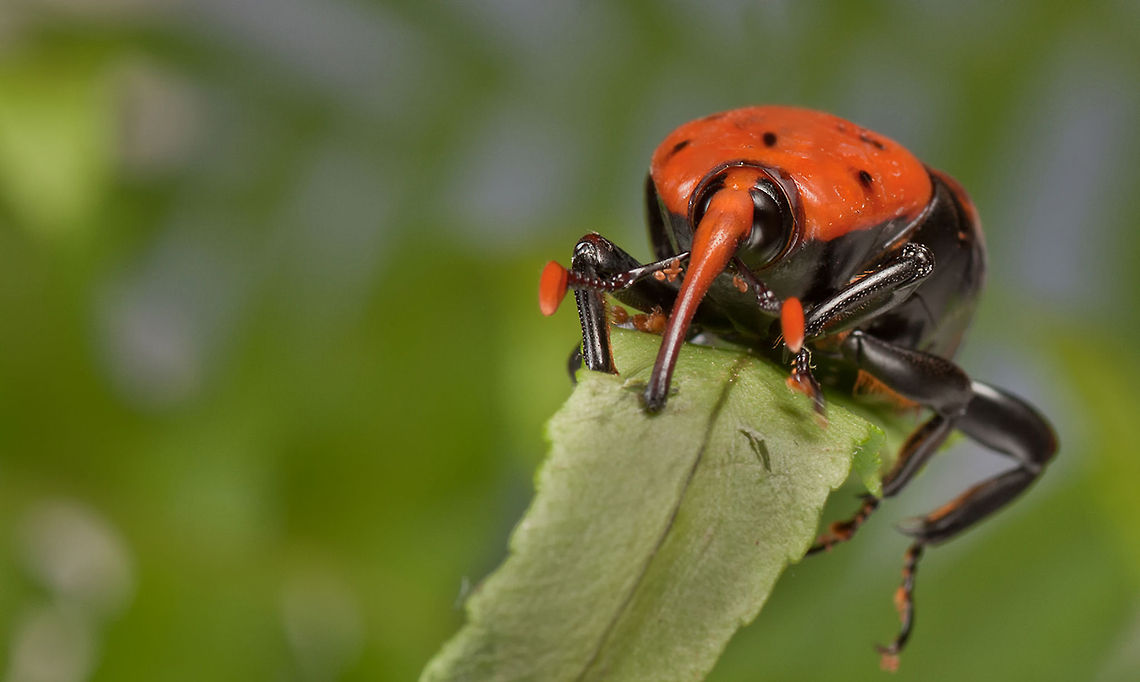 Curculionidae Curculionidae is the family of the &quot;true&quot; weevils (or &quot;snout beetles&quot;). It was formerly recognized in 1998 as the largest of any animal family, with over 40,000 species described worldwide at that time.[1] Today, it is still one of the largest known. Beetles,Curculionidae,Insects,MACRO,Rhynchophorus ferrugineus,Snout Beetle