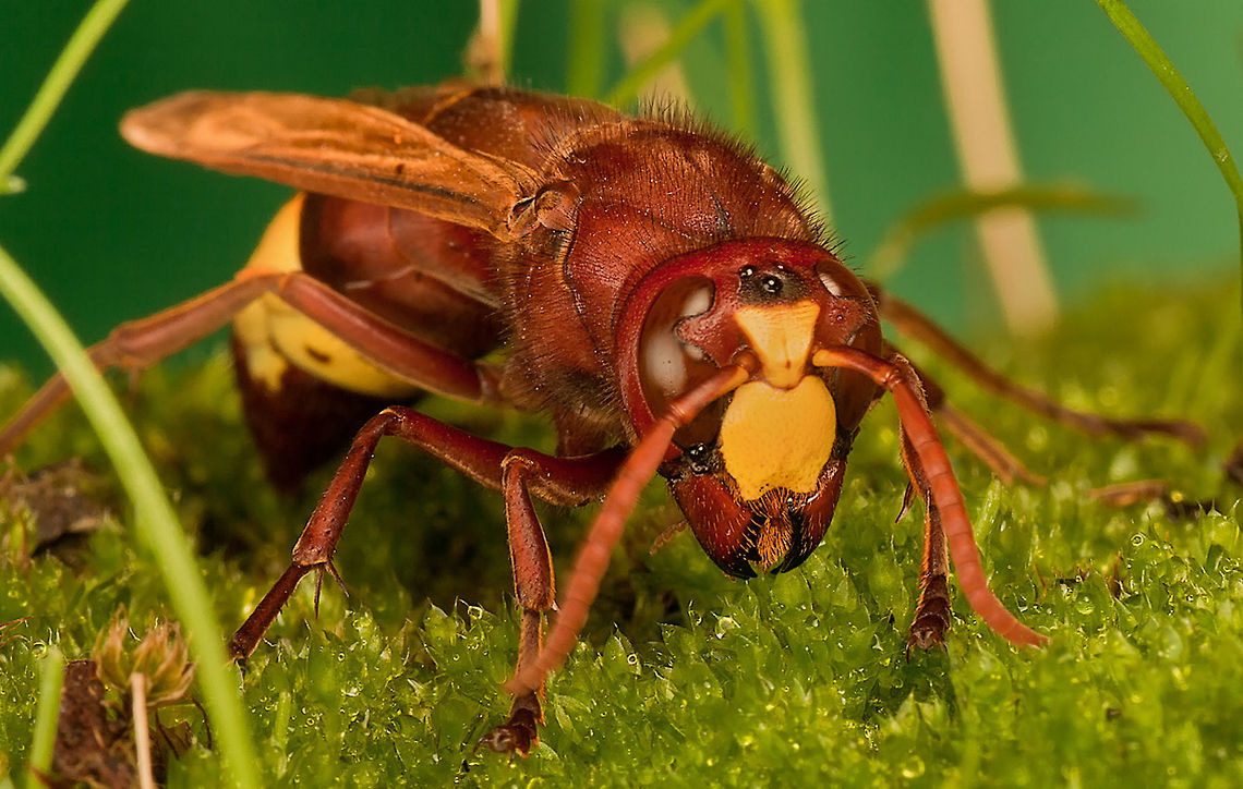 Hornet Hornets are the largest eusocial wasps; some species can reach up to 5.5 cm (2.2 in) in length. The true hornets make up the genus Vespa and are distinguished from other vespines by the width of the vertex (part of the head behind the eyes), which is proportionally larger in Vespa and by the anteriorly rounded gasters (the section of the abdomen behind the wasp waist). Insects,MACRO,Oriental hornet,Vespa orientalis,Wasp