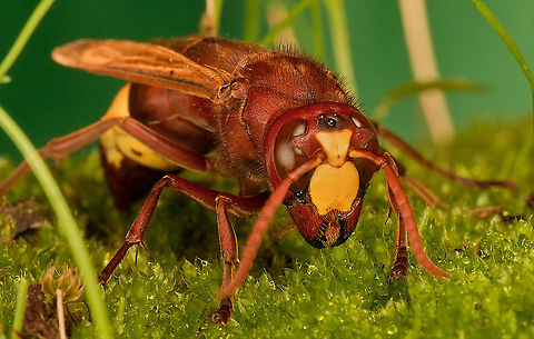 Hornet Hornets are the largest eusocial wasps; some species can reach up to 5.5 cm (2.2 in) in length. The true hornets make up the genus Vespa and are distinguished from other vespines by the width of the vertex (part of the head behind the eyes), which is proportionally larger in Vespa and by the anteriorly rounded gasters (the section of the abdomen behind the wasp waist). Insects,MACRO,Oriental hornet,Vespa orientalis,Wasp