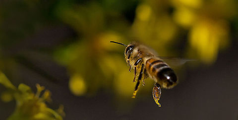 Bee Bees are flying insects closely related to wasps and ants, and are known for their role in pollination and for producing honey and beeswax. Bees are a monophyletic lineage within the superfamily Apoidea, presently classified by the unranked taxon name Anthophila. There are nearly 20,000 known species of bees in seven to nine recognized families,[1] though many are undescribed and the actual number is probably higher. They are found on every continent except Antarctica, in every habitat on the planet that contains insect-pollinated flowering plants. Bees,Insects,MACRO