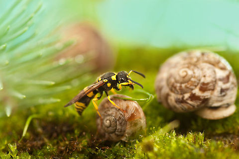 Wasp climbs a snail shell A colorful black and yellow wasp climbs a snail shell. Insects,MACRO