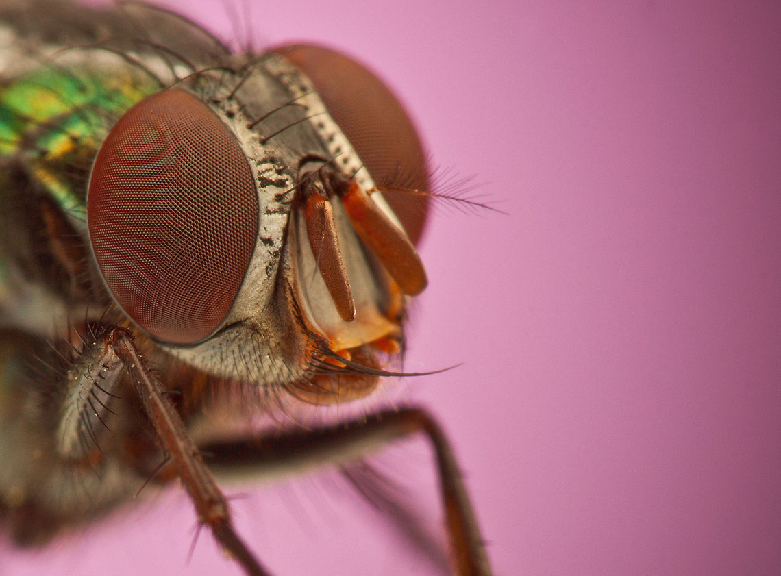 Musca (genus) Musca is a genus of flies. It includes Musca domestica (the common housefly), as well as Musca autumnalis (the face fly or autumn housefly). It is part of the family Muscidae. Fly,Insects,MACRO,compound eye