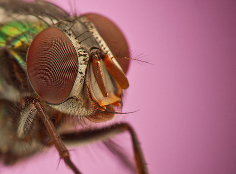 Musca (genus) Musca is a genus of flies. It includes Musca domestica (the common housefly), as well as Musca autumnalis (the face fly or autumn housefly). It is part of the family Muscidae. Fly,Insects,MACRO,compound eye