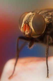 Musca (genus)  Bugs,Fly,Insects,MACRO,compound eye,fauna